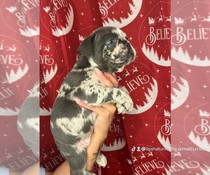 French Bulldog Dog for Adoption in POWDER SPRINGS, Georgia USA