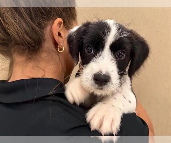 Medium Photo #1 Rat Terrier-Unknown Mix Puppy For Sale in Santa Rosa, CA, USA