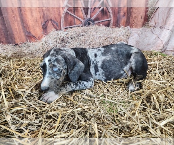 Medium Photo #13 Catahoula Leopard Dog Puppy For Sale in CUMBY, TX, USA