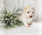 Small Photo #7 Coton de Tulear Puppy For Sale in FELTON, PA, USA