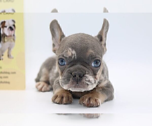 Medium Photo #1 French Bulldog Puppy For Sale in FAIRFAX, VA, USA