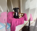 Small #2 American Pit Bull Terrier Mix