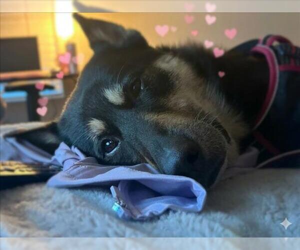 Medium Photo #2 German Shepherd Dog-Unknown Mix Puppy For Sale in Las Vegas, NV, USA