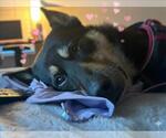 Small #1 German Shepherd Dog Mix