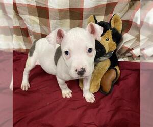 American Pit Bull Terrier-Unknown Mix Dogs for adoption in Modesto, CA, USA