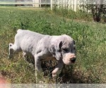 Small Photo #7 Great Dane Puppy For Sale in SALTVILLE, VA, USA