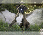 Small #5 Boxer