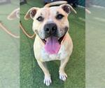 Small #2 American Pit Bull Terrier