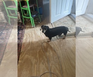 Dachshund Puppy for sale in WEST ORANGE, TX, USA