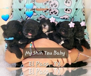 Shih Tzu Puppy for Sale in EL PASO, Texas USA