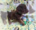 Small Photo #3 Cock-A-Poo Puppy For Sale in SYCAMORE, GA, USA
