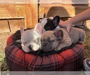 French Bulldog Puppy for sale in NORTH LAS VEGAS, NV, USA