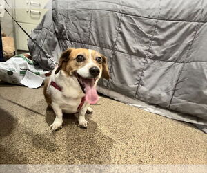 Cheagle Dogs for adoption in Sanford, FL, USA