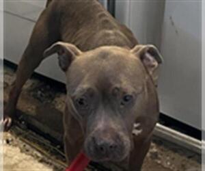 American Staffordshire Terrier Dogs for adoption in Derwood, MD, USA