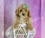 Small Photo #64 Poodle (Toy) Puppy For Sale in WARSAW, IN, USA