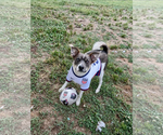 Small pomeranian spitz Mix