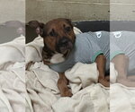 Small #2 American Staffordshire Terrier Mix