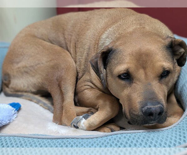 Medium Photo #1 Labrador Retriever-Unknown Mix Puppy For Sale in Denver, CO, USA