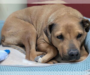 Labrador Retriever-Unknown Mix Dogs for adoption in Denver, CO, USA