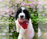 Small Photo #10 Bernedoodle Puppy For Sale in OVERLAND PARK, KS, USA