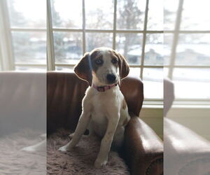American Foxhound-Unknown Mix Dogs for adoption in Minneapolis, MN, USA
