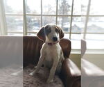Small American Foxhound Mix