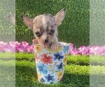 Small #25 Chihuahua