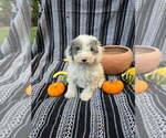 Small #3 Poodle (Miniature)