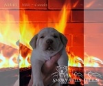 Small Photo #55 Labrador Retriever Puppy For Sale in POCAHONTAS, IL, USA