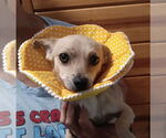 Small #1 Chihuahua Mix