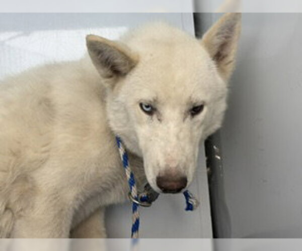 Medium Photo #1 Siberian Husky-Unknown Mix Puppy For Sale in Bakersfield, CA, USA