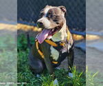 Small American Pit Bull Terrier