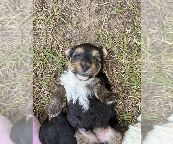 Medium Photo #3 Yorkshire Terrier Puppy For Sale in BROOKHAVEN, MS, USA