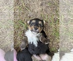Small #2 Yorkshire Terrier