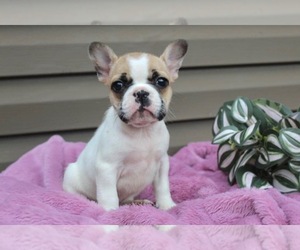 Medium French Bulldog