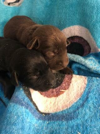 Medium Photo #1 Labrador Retriever Puppy For Sale in FINLAYSON, MN, USA