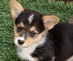 Puppy Tri male 6 Pembroke Welsh Corgi