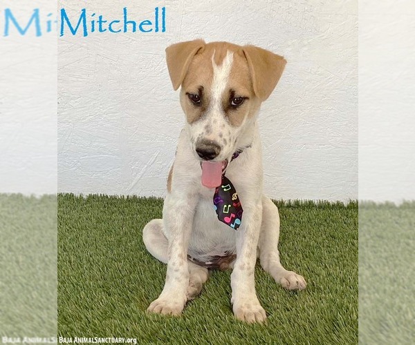 Medium Photo #1 Jack Russell Terrier-Labrador Retriever Mix Puppy For Sale in San Diego, CA, USA