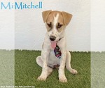 Mitchell - Male Jack Russell Terrier-Labrador Retriever Mix Dog for Adoption - Small photo