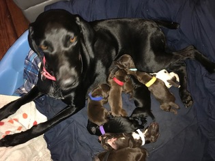 Mother of the German Shorthaired Pointer puppies born on 09/19/2017