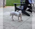 Small Bassetdor