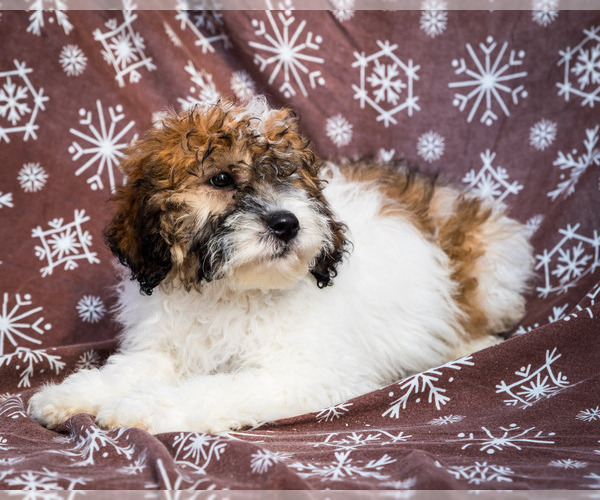 Medium Photo #2 Saint Berdoodle Puppy For Sale in WAKARUSA, IN, USA