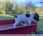 Small #4 German Shorthaired Pointer