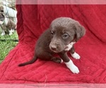 Small Photo #10 Borador Puppy For Sale in MARION, VA, USA
