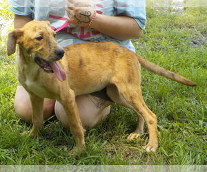 260791  Andy - Male Boxer-Unknown Mix Dog for Adoption - Photo #3