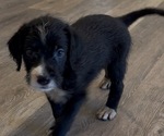 Puppy Oreo Goldador Doodle