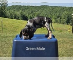 Puppy 0 Bluetick Coonhound-Treeing Walker Coonhound Mix