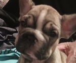 Small Photo #11 French Bulldog Puppy For Sale in DENVER, CO, USA