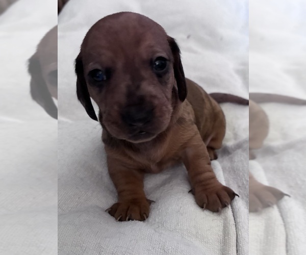 Medium Photo #1 Dachshund Puppy For Sale in SOUTHINGTON, OH, USA