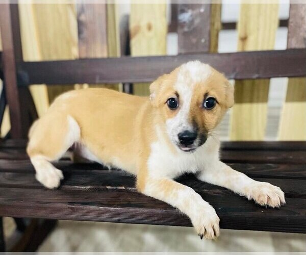Medium Photo #1 Texas Heeler Puppy For Sale in CINCINNATI, OH, USA